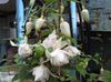 alb Floare Fuchsia Caprifoi fotografie
