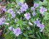 γαλάζιο λουλούδι Κέρατα Πανσές, Κέρατα Βιολετί φωτογραφία