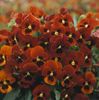 rot Blume Gehörnten Stiefmütterchen, Hornveilchen foto