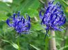 синій Квітка Кольник фото