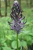 შავი ყვავილების Horned Rampion ფოტო