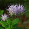 lilac Flower Horned Rampion photo
