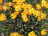 оранжевый Цветок Мезембриантемум хрустальный (Хрустальная трава) фото