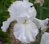hvid Blomst Iris foto