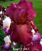 bordo çiçek Iris fotoğraf