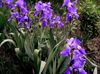 violett Blomma Iris foto