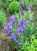 niebieski Kwiat Brodaty Iris zdjęcie