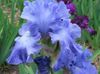 azul claro Flor Iris foto