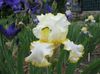 amarillo Flor Iris foto