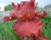 czerwony Kwiat Brodaty Iris zdjęcie