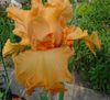 oranžový Kvetina Kosatec fotografie
