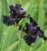 schwarz Blume Iris foto