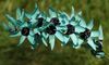světle modrá Květina Ixia fotografie