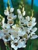 biely Kvetina Ixia fotografie