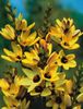 dzeltens Zieds Ixia foto