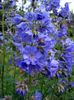 γαλάζιο λουλούδι Σκάλα Του Ιακώβ φωτογραφία