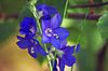 μπλε λουλούδι Σκάλα Του Ιακώβ φωτογραφία