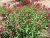κόκκινος λουλούδι Γενειάδα Του Δία, Τα Κλειδιά Στον Ουρανό, Κόκκινο Βαλεριάνα φωτογραφία