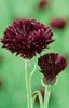 burgundia Floare Knapweed, Ciulin Stele, Albăstrea fotografie