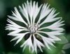 blanco Flor Centaurea, Cardo Estrella, Aciano foto