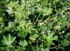 green Flower Lady's mantle photo