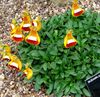 narancs  Boldogasszony Papucsa, Papucs Virág, Slipperwort, Tárcát Növény, Tasak Virág fénykép