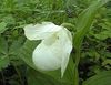 fehér Virág Hölgy Papucs Orchidea fénykép