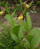 gelb Blume Frauenschuhorchidee foto