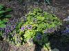 იასამნისფერი ყვავილების Lamium, მკვდარი ჭინჭრის ფოტო