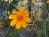 помаранчевий Квітка Кореопсис Багаторічний фото