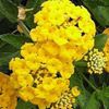 dzeltens Zieds Lantana foto