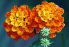 turuncu çiçek Lantana fotoğraf