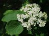 bianco Fiore Lantana foto