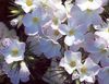 Velký-Květovaný Phlox, Hora Phlox, Kalifornii Plaměnka