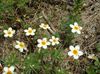 hvítur Blóm Stór-Flowered Phlox, Fjall Phlox, Kalifornía Phlox mynd