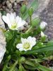alb Floare Lewisia, Cameriste Faleza, Siskiyou Lewisia, Siskiyou Bitterroot fotografie