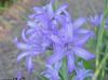jasnoniebieski Kwiat Ixiolirion (Palass) zdjęcie