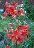 წითელი ყვავილების ლილი აზიური ჰიბრიდები ფოტო