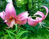 pink Blomst Lilje De Asiatiske Hybrider foto