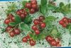 rauður Blóm Lingonberry, Fjall Cranberry, Cowberry, Foxberry mynd