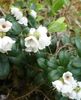 bijela Cvijet Lingonberry, Planinska Brusnica, Brusnica foto
