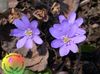 lilla Blomst Liverleaf, Liverwort, Roundlobe Hepatica foto