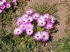 розовый Доротеантус  (Мезембриантемум маргаритоцветковый)