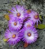 сиреневый Цветок Доротеантус  (Мезембриантемум маргаритоцветковый) фото