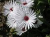 Doroteantus (Mesembryanthemum Margaritotsvetkovy)