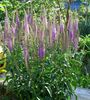 purple Flower Longleaf Speedwell photo