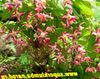 kırmızı çiçek Longspur Epimedium, Barrenwort fotoğraf