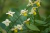 sarı çiçek Longspur Epimedium, Barrenwort fotoğraf