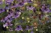 violet Floare Iubire-In-A-Ceață fotografie