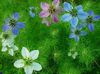 ღია ლურჯი ყვავილების Love-In-A-Mist ფოტო